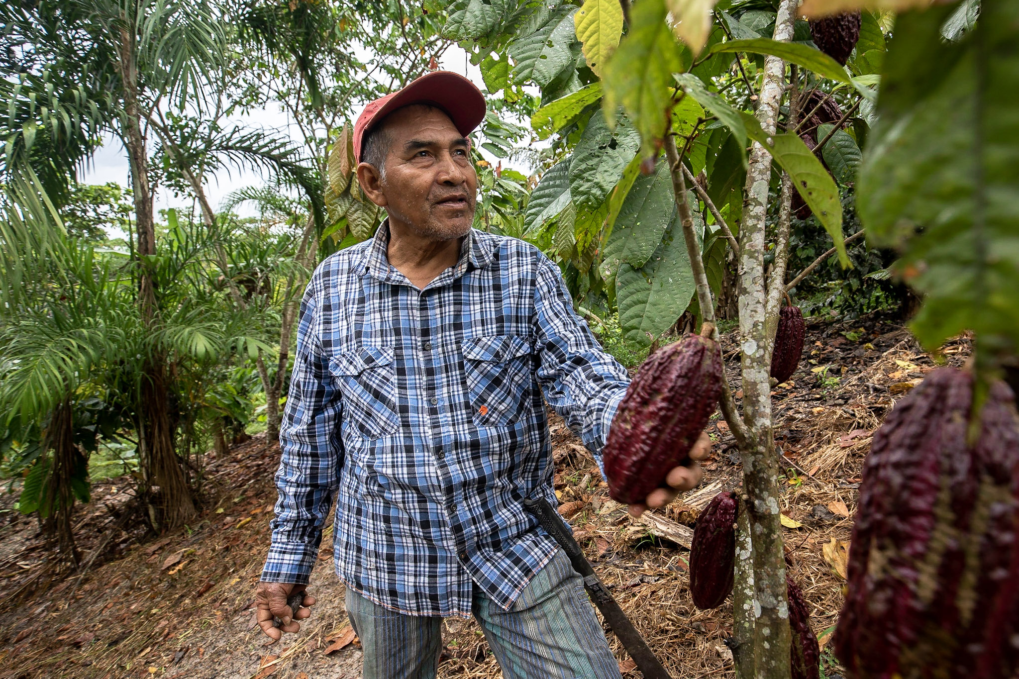 Peruvian cocoa farmer