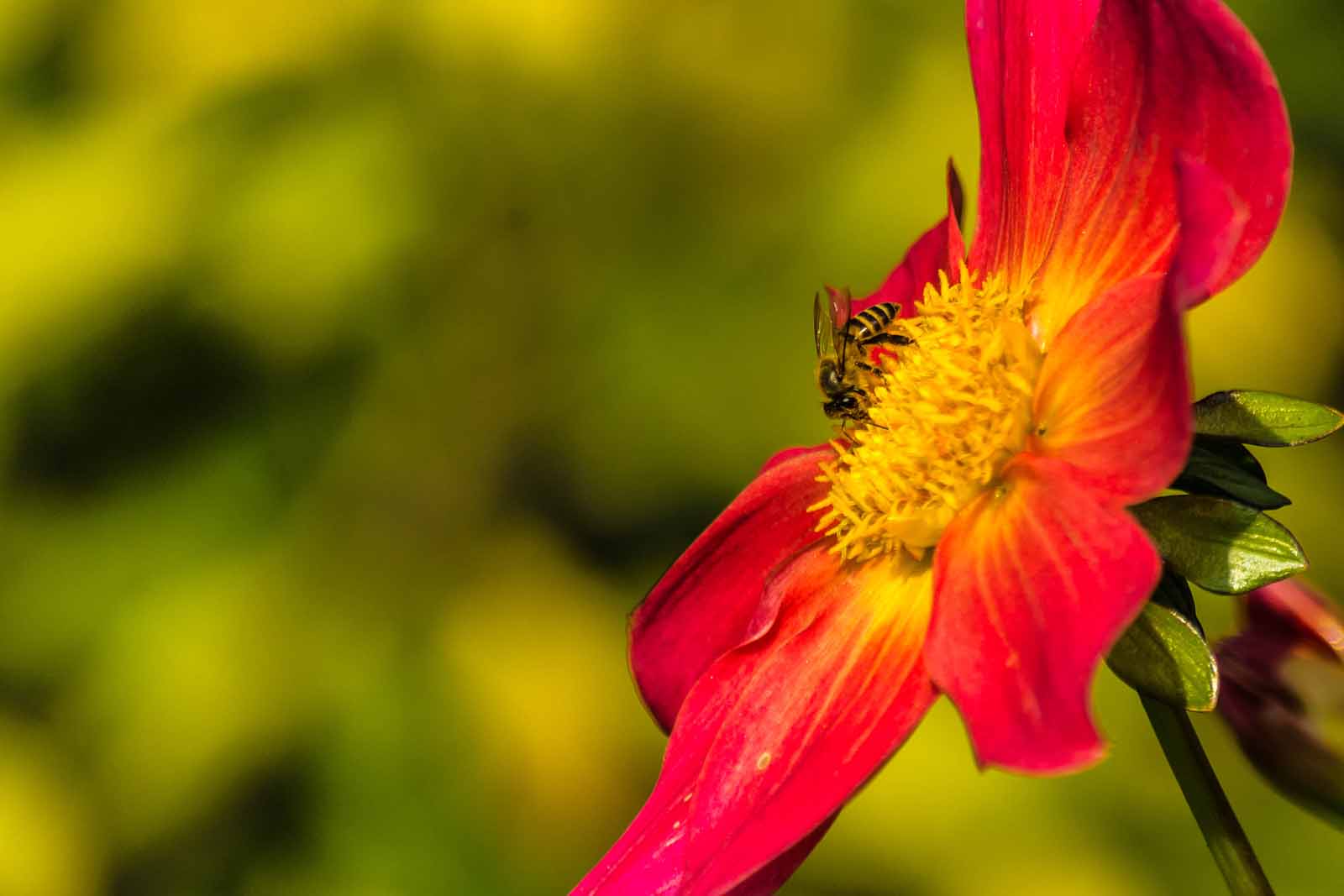 Honeybee pollination