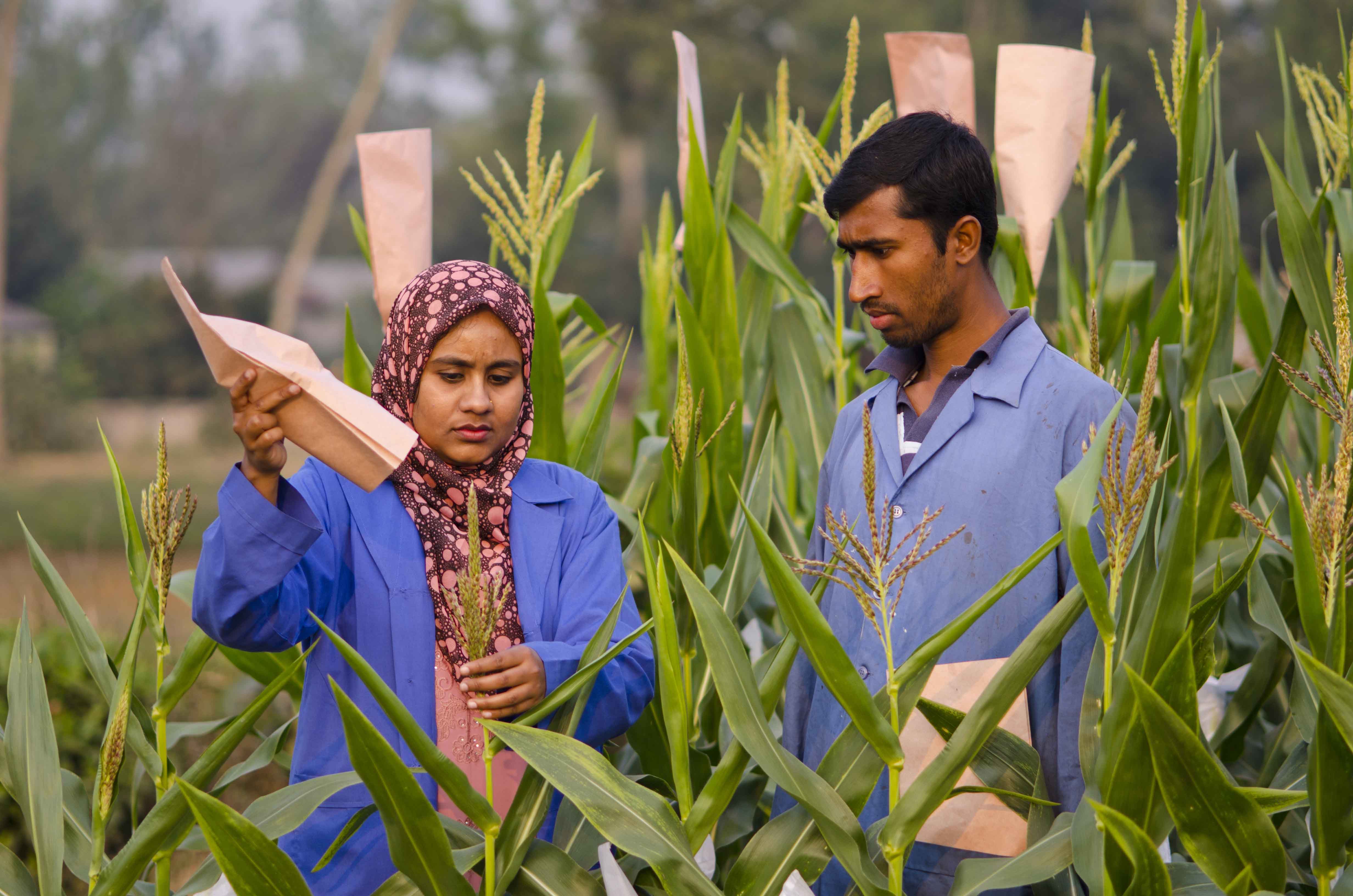 Maize farmers supported by BRAC's agriculture and food security programme