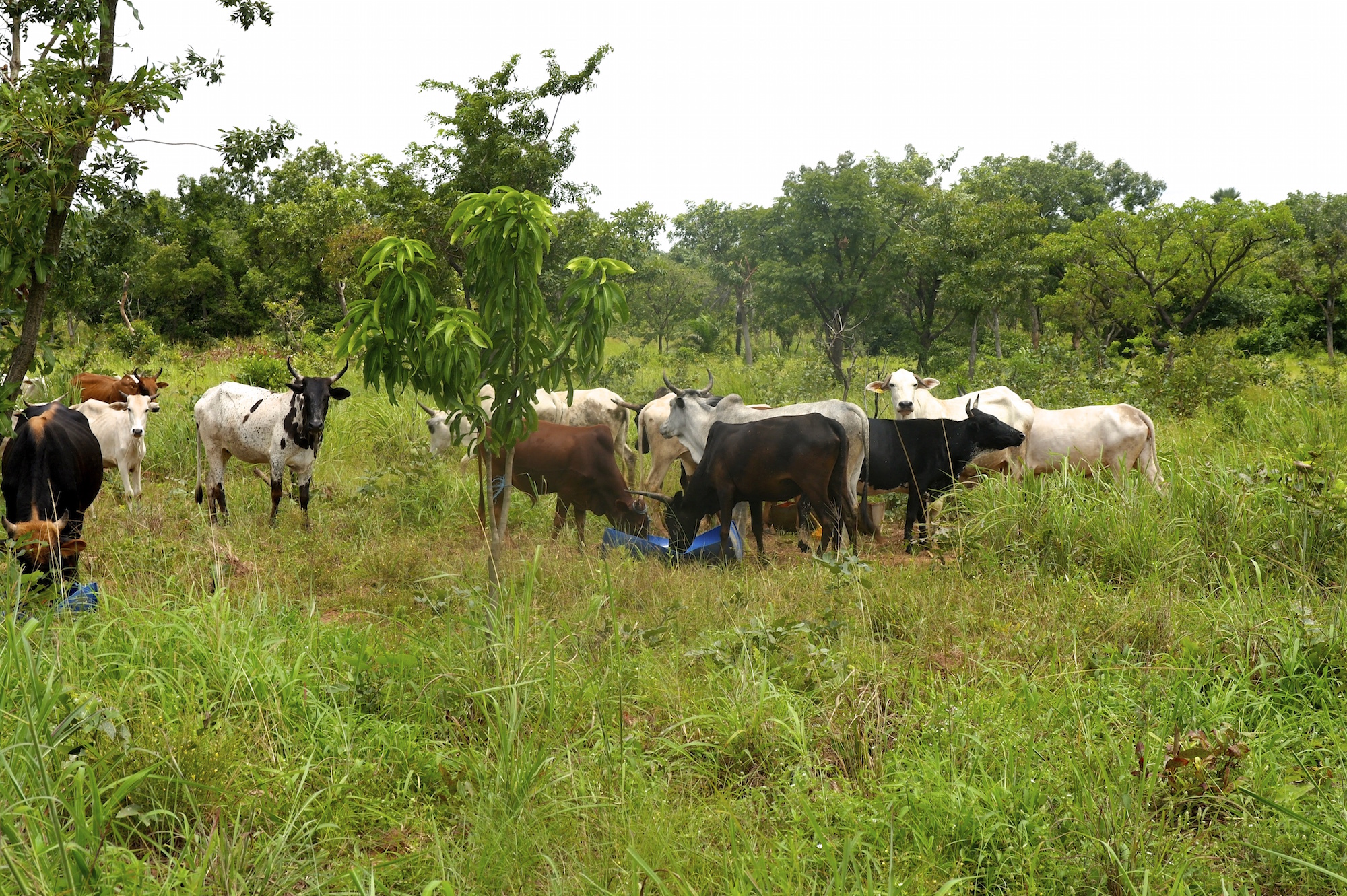 Cattle grazing beneath trees a few years after reforestation