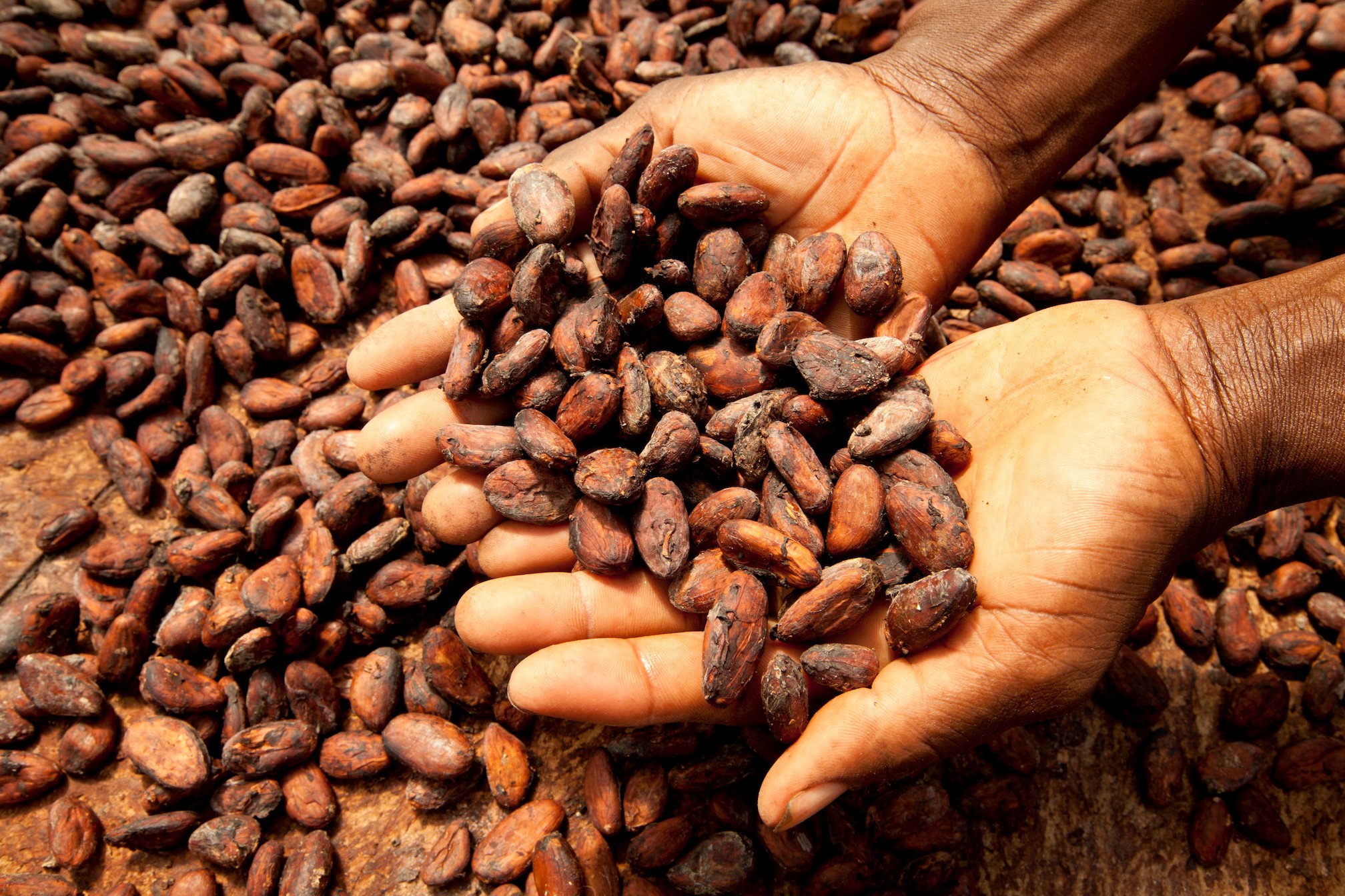 Cocoa Farm