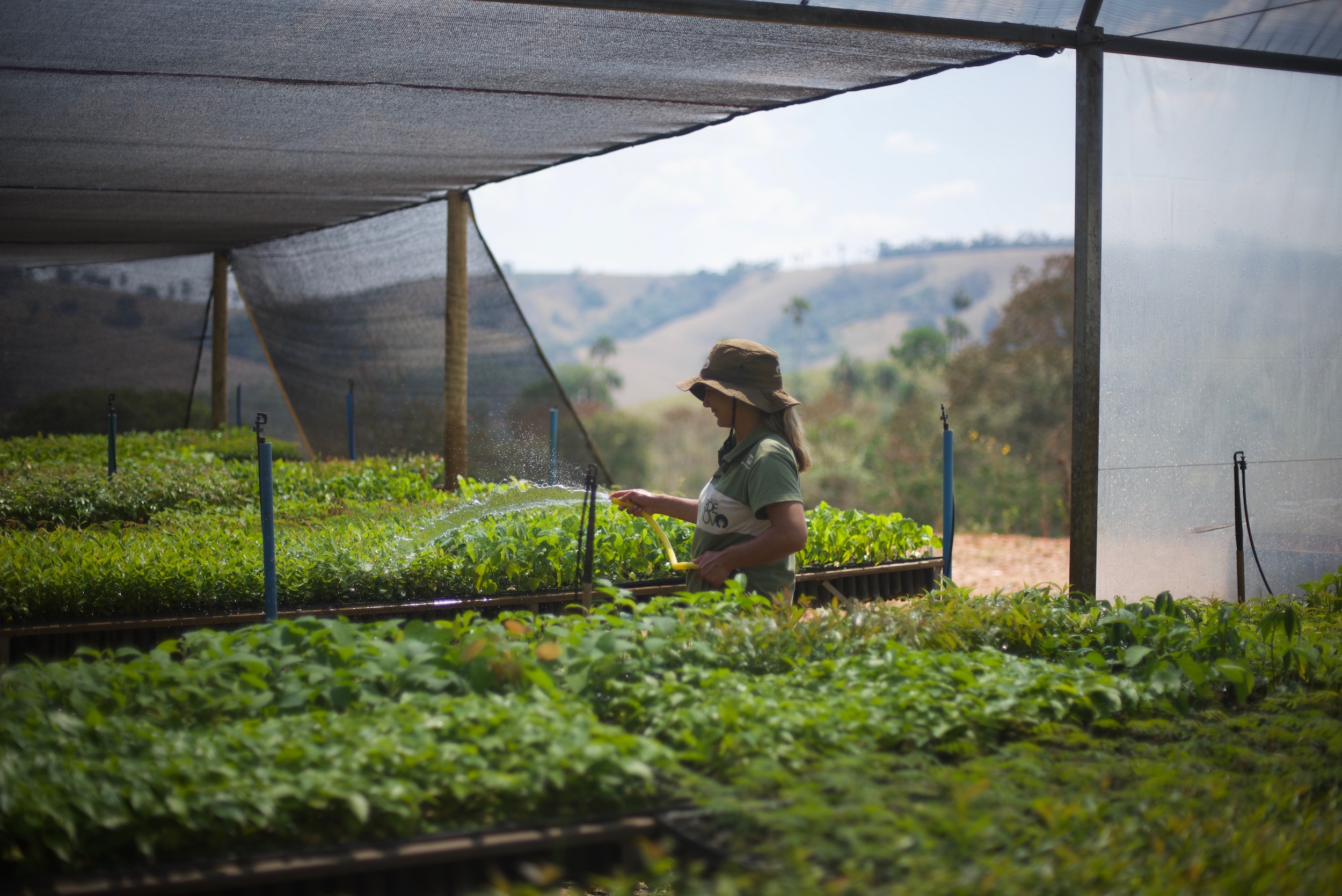 Ecosia in Brazil