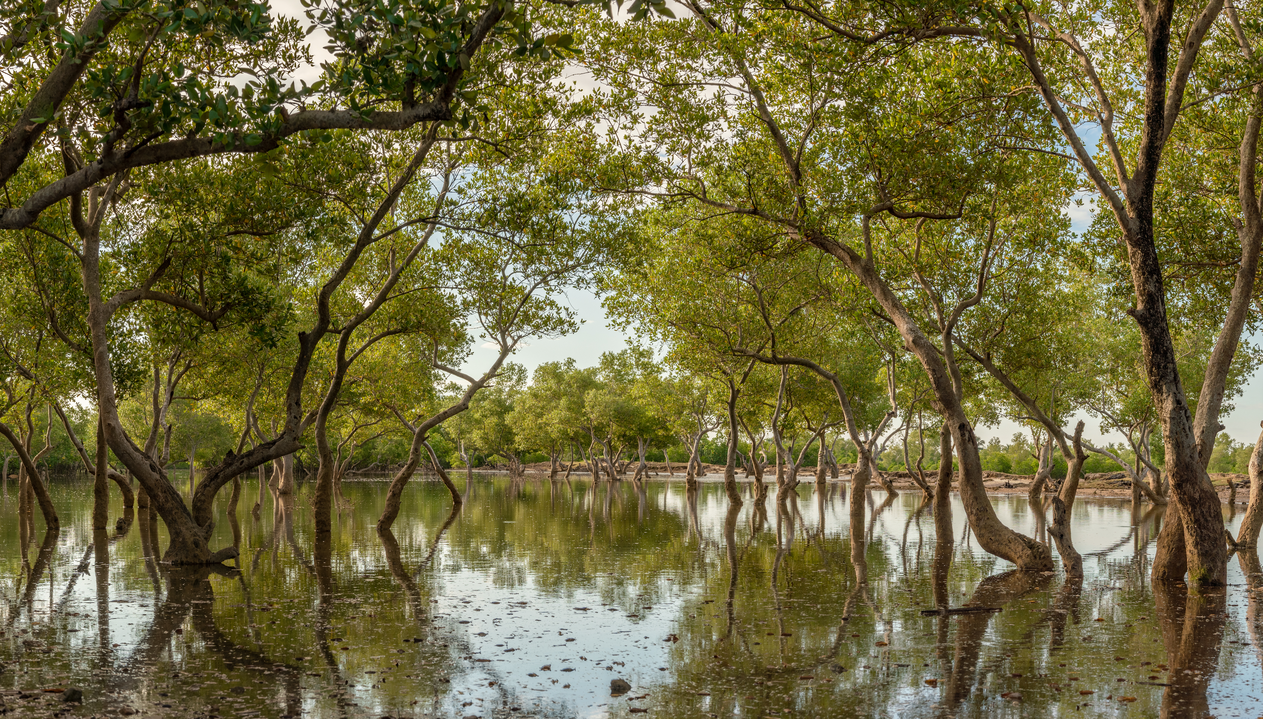 Madagascan mangrove