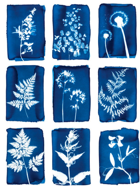 'sun prints' created at hackney herbal - leaves are lain on photographic paper which then turns dark blue while the leaf's silhouette remains white