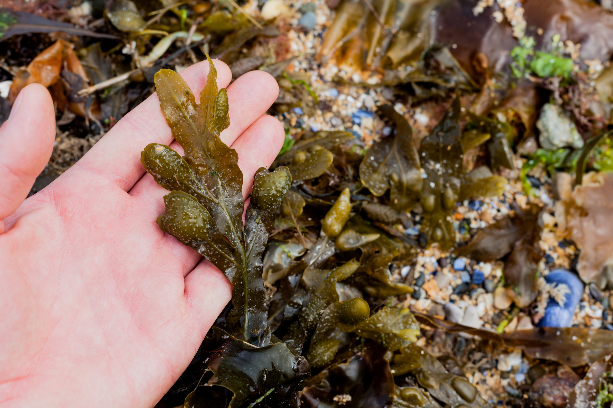 Как вырастить водоросли хогвартс. Водоросли. Морские водоросли в руках. Водоросли в ладони. Зеленая водоросли полезные.