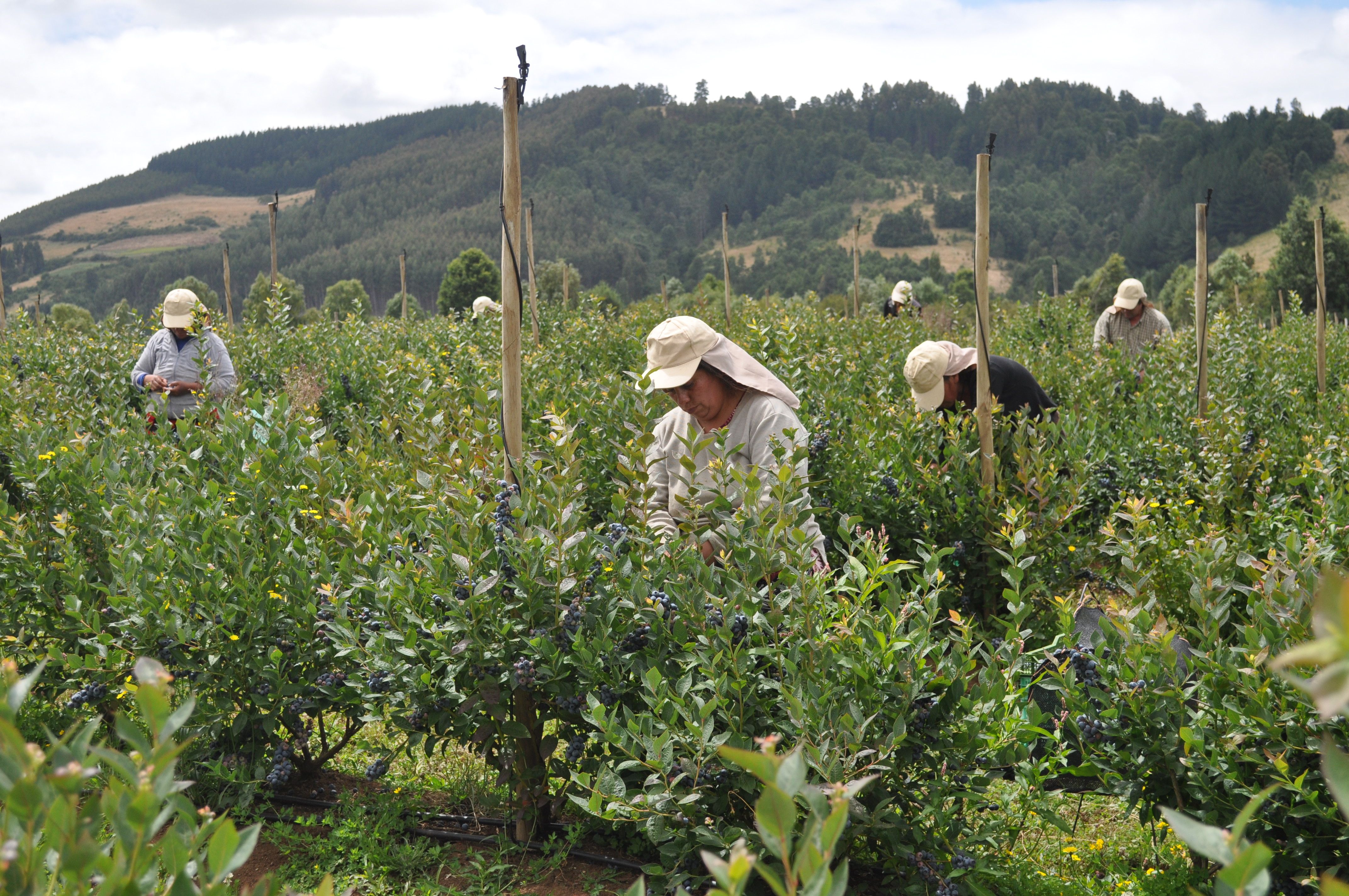 Shared Interest blueberry harvesting Chile