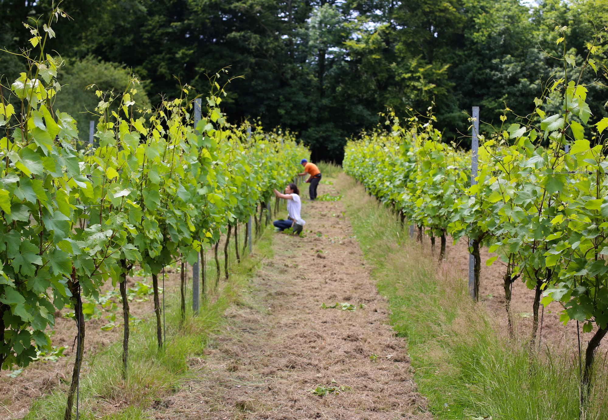 Vineyard - wide shot