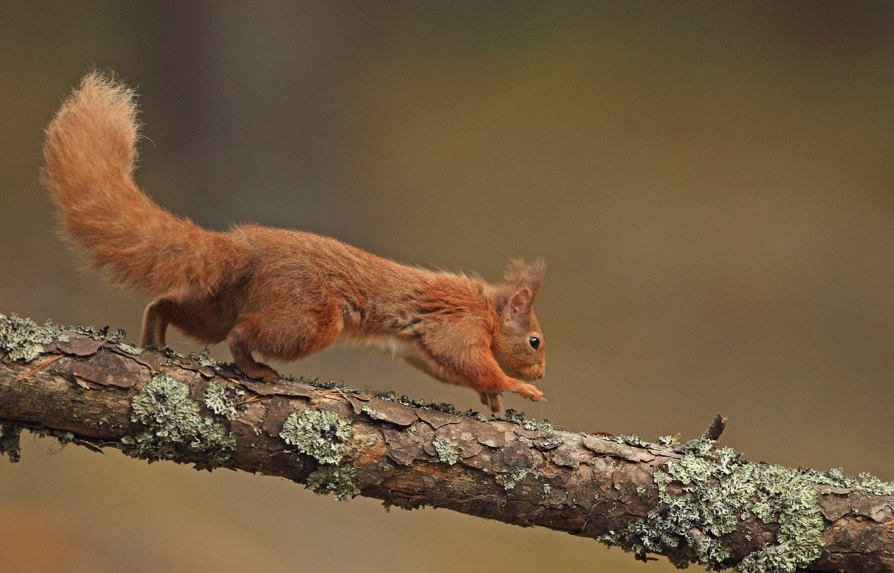pioneerspost.com - Sasha Gallick - Building a market for nature: the finance innovators racing to save our ecosystems