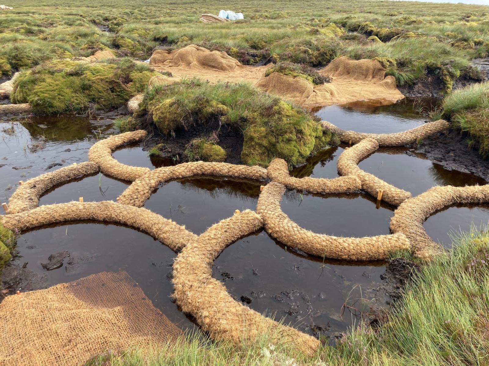 pioneerspost.com - For peat's sake: How we can turn Europe's bogs and fens into investable green infrastructure for the future