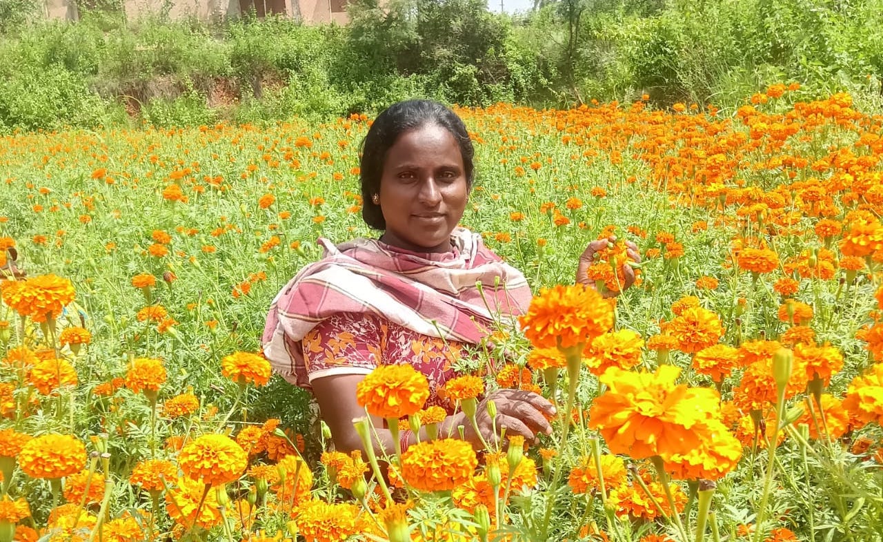 IIX WLB3 - India - photo courtesy IIX - woman picking flowers