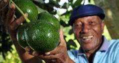 A smallholder farmer in Colombia grows avocados