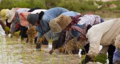 Farmers plant rice in Cambodia