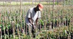 Africado avocado nursery