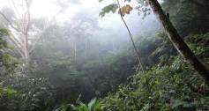 Amazon_Rainforest