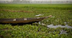 Bangladesh rice field