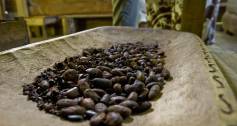 Cocoa beans