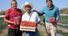 Danone strawberry farmers