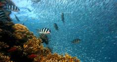 Coral reef