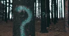 Question marks in a forest