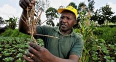 A maizer farmer in Kenya holds a crop