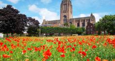 Poppies in Liverpool