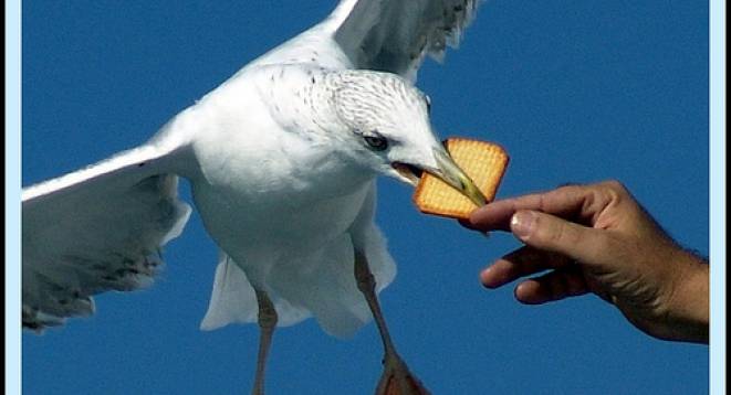 A seagull swoops to eat a biscuit
