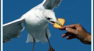 A seagull swoops to eat a biscuit