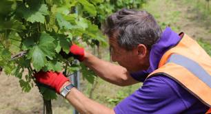 Forty Hall Vineyard