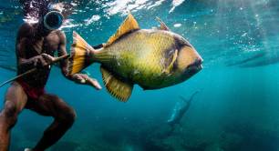 A fisherman catches a large fish underwater