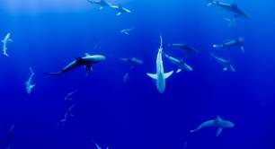 shark