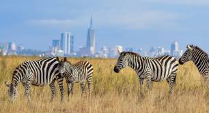 Zebras in Nairobi national park by Grace Nandy on Unsplash