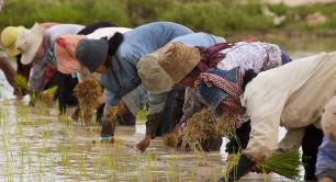 Farmers plant rice in Cambodia