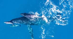 Humpback whales in the sea pictured from above