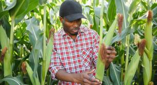 Smallholder farmer Africa