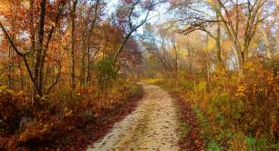 Autumn path_leaves_walk