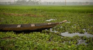Bangladesh rice field