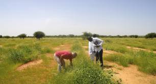 Ecosia_tree planting in Burkina Faso_B Corp