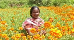 IIX WLB3 - India - photo courtesy IIX - woman picking flowers