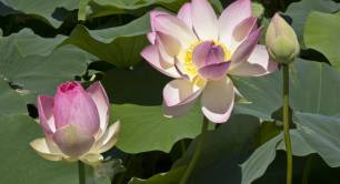 Lotus flower