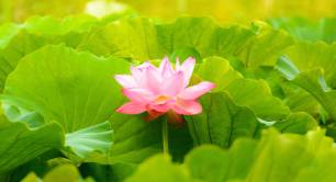 Lotus flower_nature