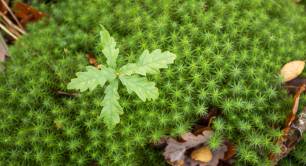 Oak sapling and Polytrichum moss closeup