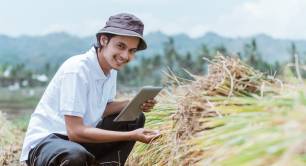 Observing harvest in rice field holding tablet