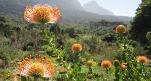 Pincushion at Kirstenbosch Botanical Gardens, South Africa