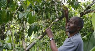 Man looking at coffee plants