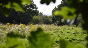 Spy_countryside_hidden_green_UK