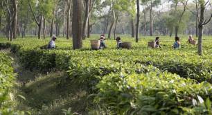 Tea pickers - by Transform Trade