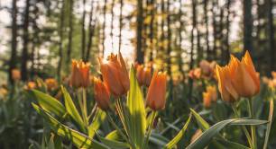 Tulips_flowers_spring_sunshine_nature_Big Issue Invest