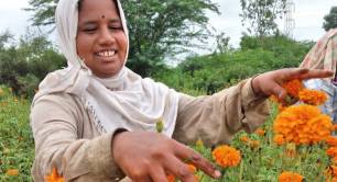 a Women's Livelihood Bond Beneficiary in a field of marigolds