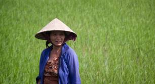 Woman in rice paddies Vietnam