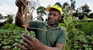 A maizer farmer in Kenya holds a crop